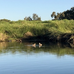 Tachybaptus novaehollandiae