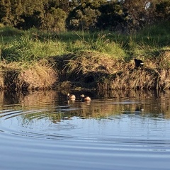 Tachybaptus novaehollandiae