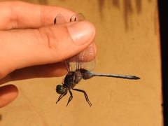 Orthetrum microstigma