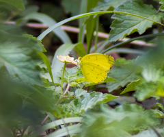 Eurema senegalensis