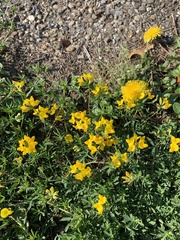 Lotus corniculatus