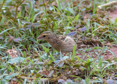 Euplectes franciscanus