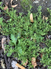 Lepidium didymum