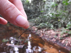 Pseudagrion kibalense