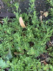Lepidium didymum
