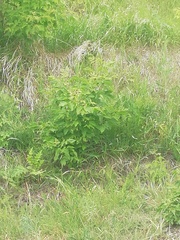 Acer negundo