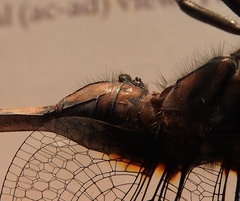 Orthetrum microstigma