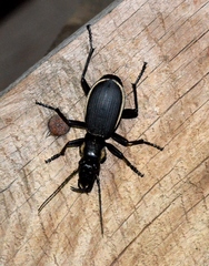 Anthia circumscripta