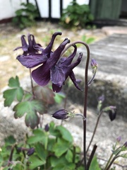 Aquilegia atrata