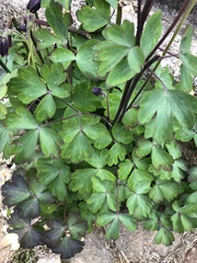 Aquilegia atrata