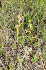 Ophrys scolopax