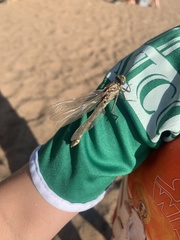 Gomphurus fraternus