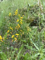 Genista anglica