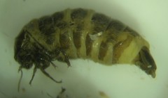 Dahlica triquetrella