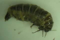 Dahlica triquetrella