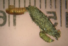 Dahlica triquetrella