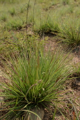 Panicum elegantissimum