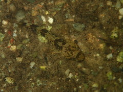 Myoxocephalus
