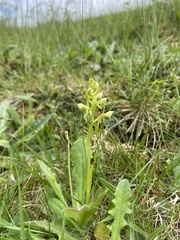 Platanthera chlorantha