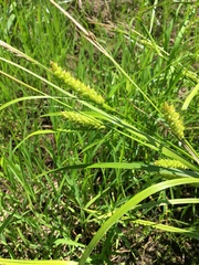 Carex tuckermanii