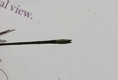 Pseudagrion kibalense