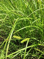 Carex tuckermanii