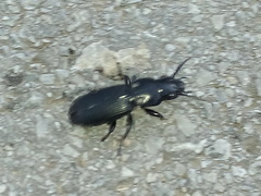 Pterostichus cylindricus