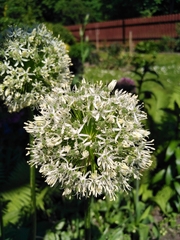 Allium giganteum