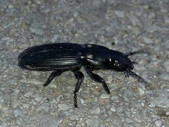 Pterostichus cylindricus