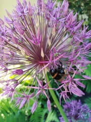 Allium giganteum