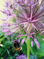 Allium giganteum