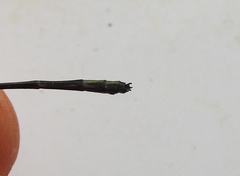 Pseudagrion kibalense