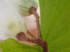 Prosartes parvifolia