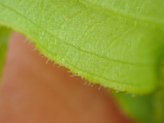 Prosartes parvifolia