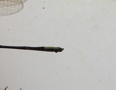 Pseudagrion kibalense