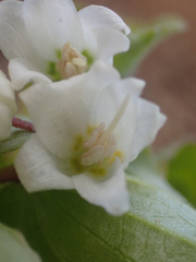 Prosartes parvifolia