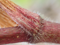 Prosartes parvifolia