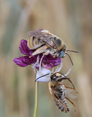 Eucera armeniaca