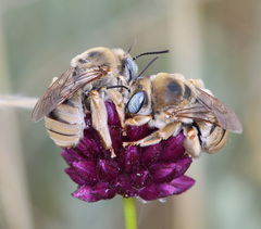 Eucera armeniaca