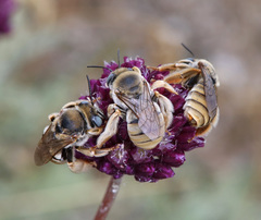 Eucera armeniaca