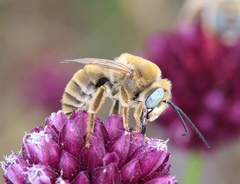 Eucera armeniaca
