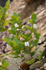 Prosartes parvifolia