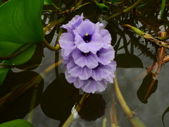 Pontederia azurea