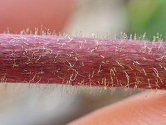 Prosartes parvifolia