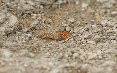 Euphydryas desfontainii