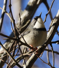 Apalis thoracica claudei