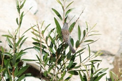 Spizella atrogularis