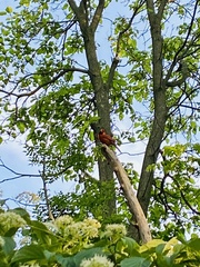Cardinalis