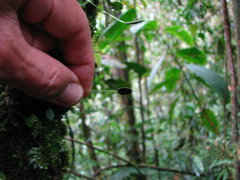 Elaphoglossum lloense