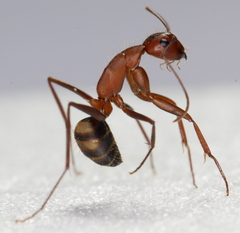 Camponotus socius